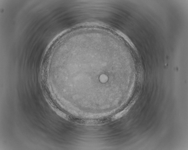 X0000080770832200701021119