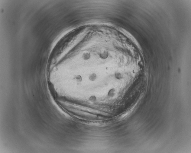 X0000080770855200701021119