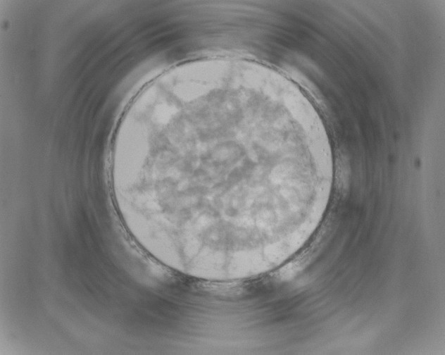 X0000080770856200701021119