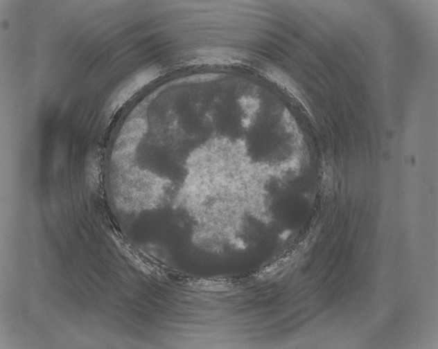 X0000080770874200701021119