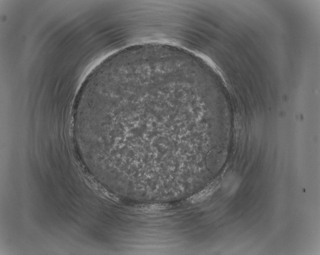 X0000080770879200701021118