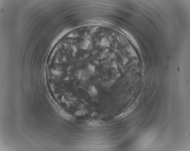 X0000080770899200701021118