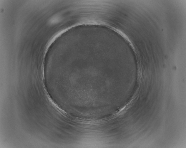 X0000080770935200701021118