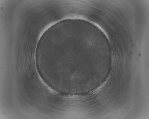 X0000080770943200701021118