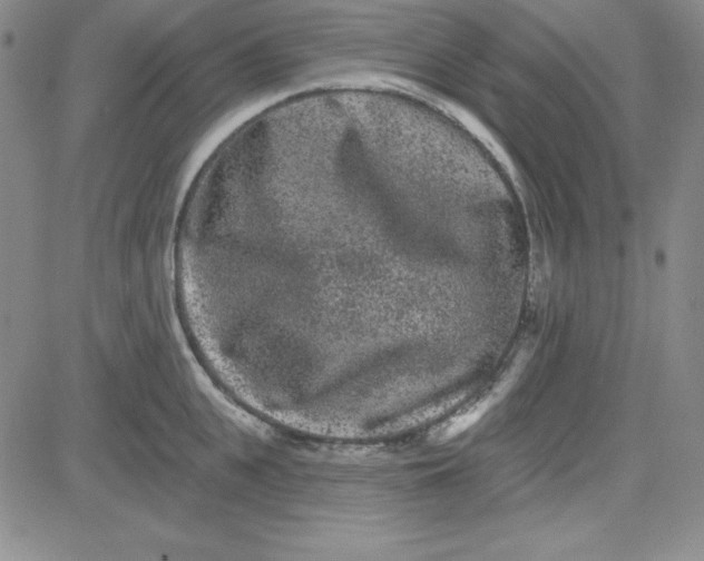 X0000080770951200701021118