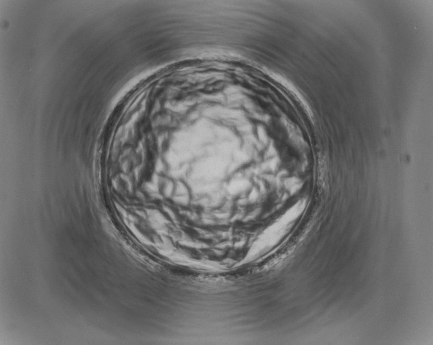 X0000080770983200701021117