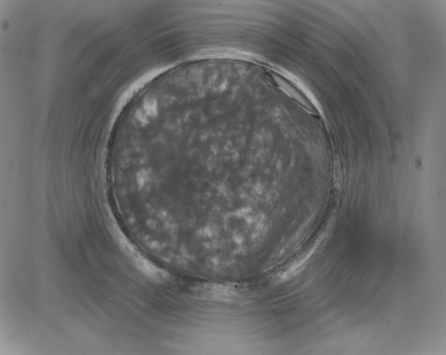 X0000080770995200701021117