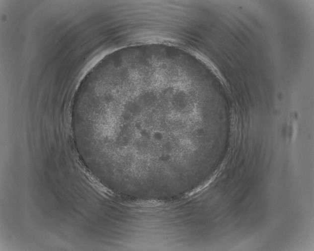 X0000080771023200701021116