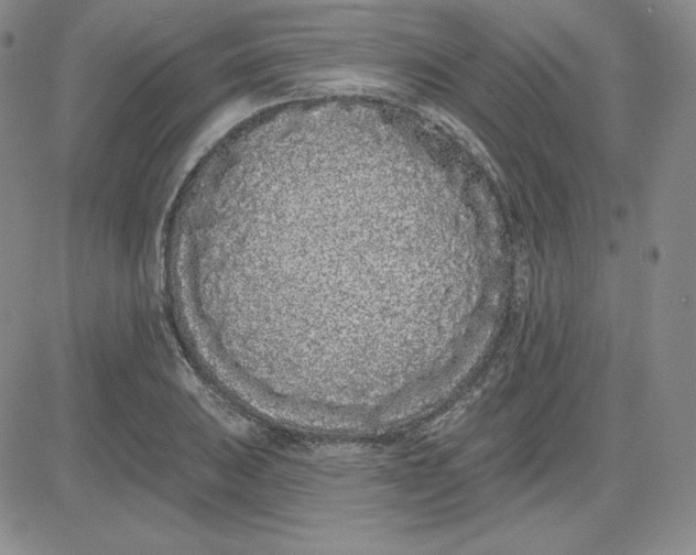 X0000080771031200701021116