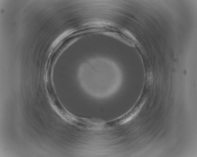 X0000080771034200701021116