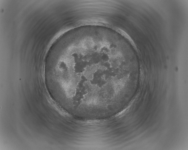 X0000080771035200701021116