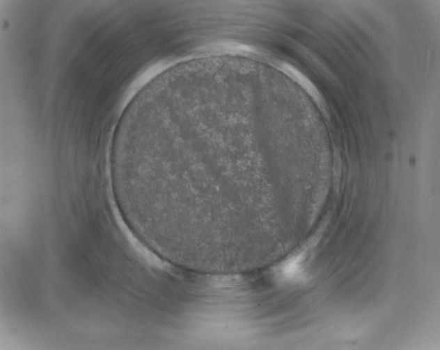 X0000080771055200701021116