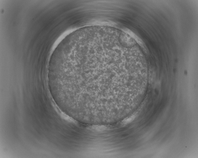 X0000080771094200701021115