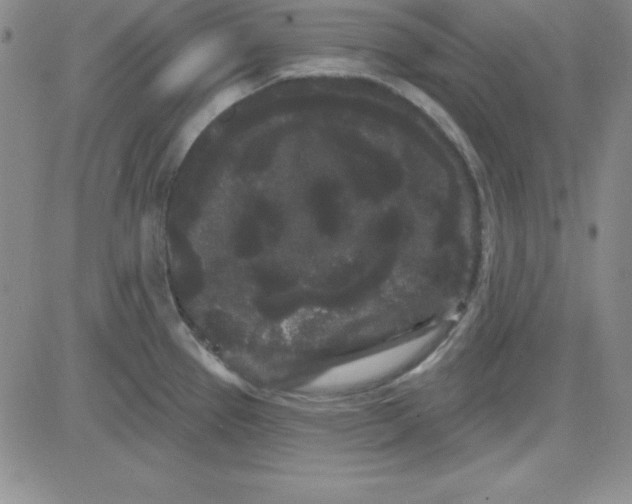 X0000080771337200701021111