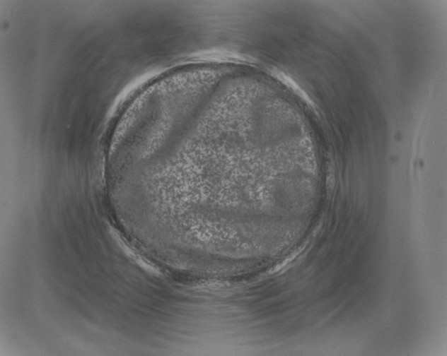 X0000080771358200701021111