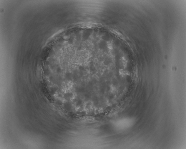 X0000080771446200701021109