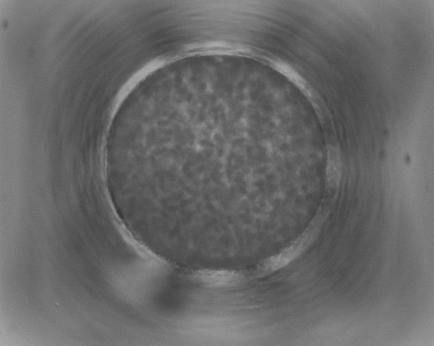 X0000080771474200701021109