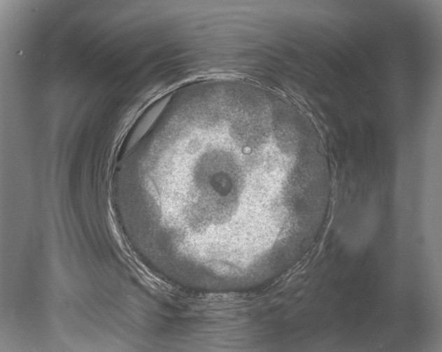 X0000080770145200701051310