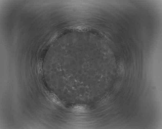 X0000080770236200701051310