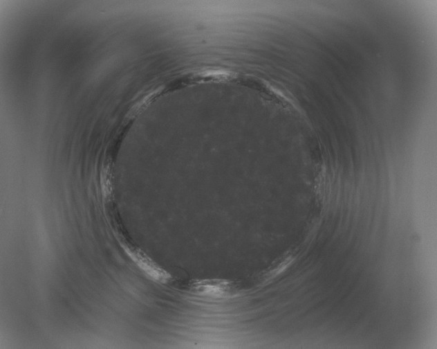 X0000080770285200701051310