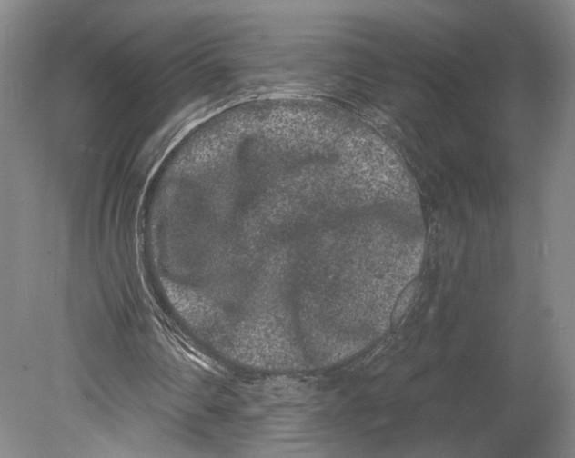 X0000080770290200701051309