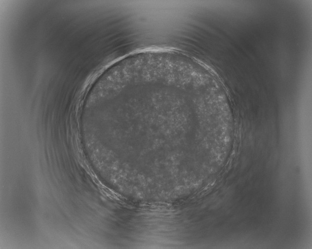 X0000080770337200701051307