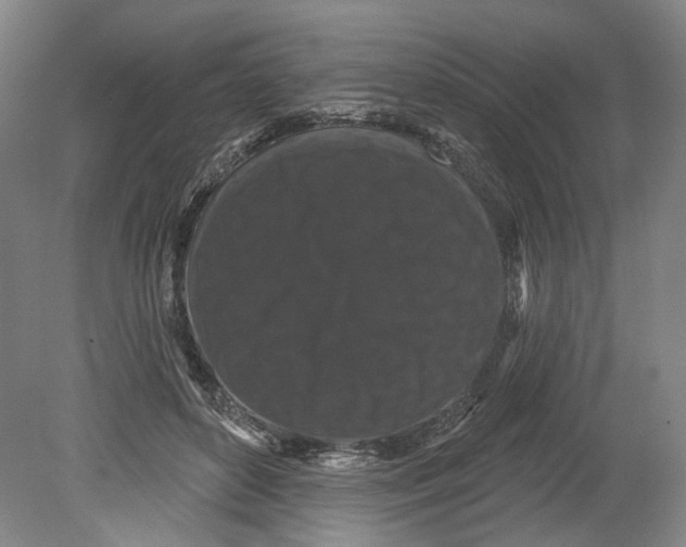 X0000080770504200701051305