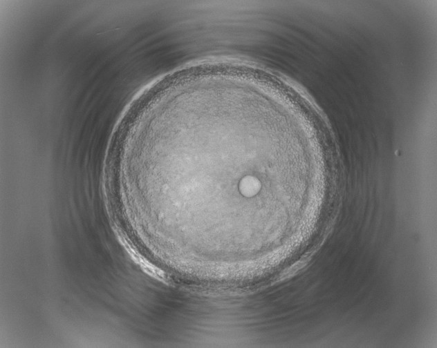 X0000080770832200701051259