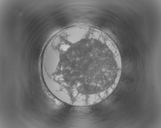 X0000080770856200701051300