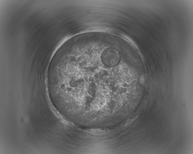 X0000080770907200701051259