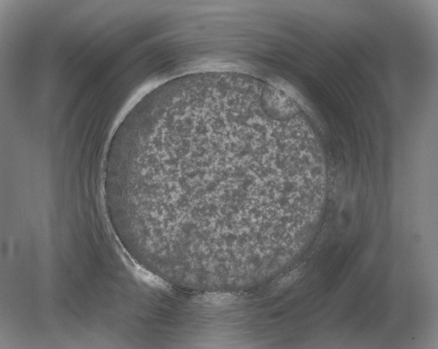 X0000080771094200701051255