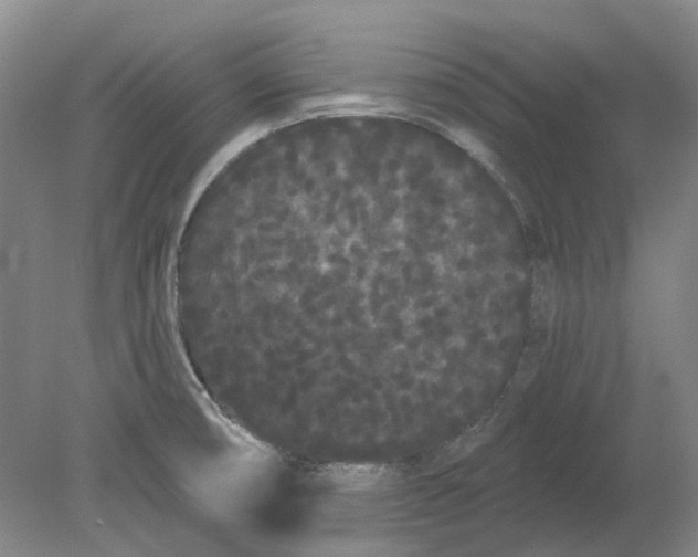 X0000080771474200701051249