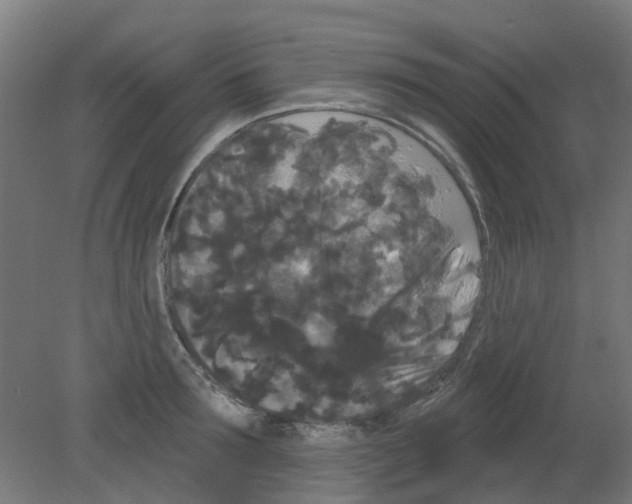X0000080770899200701122052