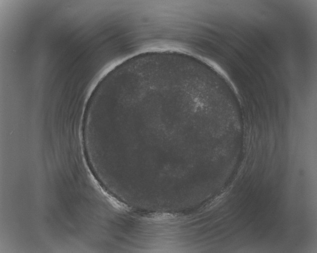 X0000080770943200701122052