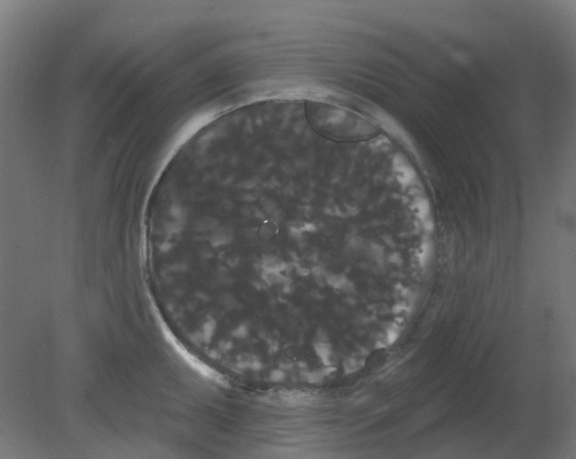 X0000080771095200701122049