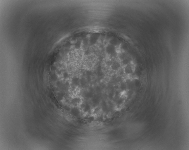 X0000080771446200701122043
