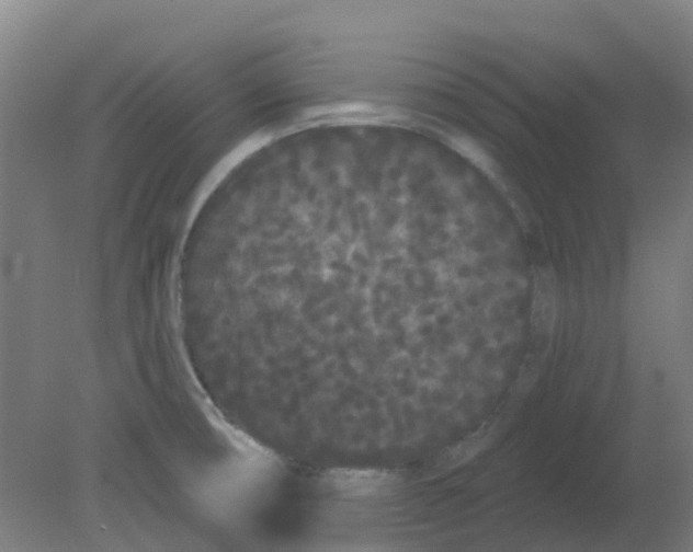 X0000080771474200701122042