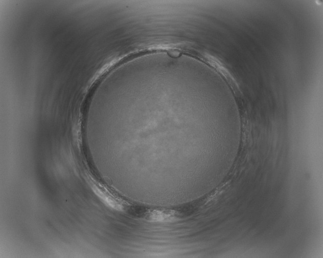 X0000080780346200612151434