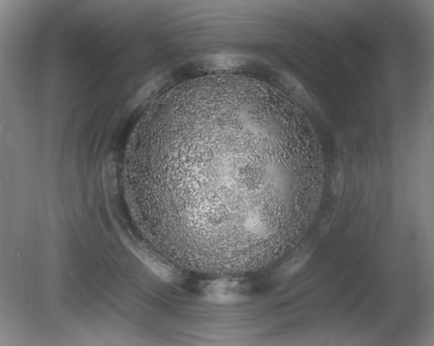 X0000080780366200612151435