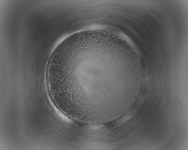 X0000080781055200612151424