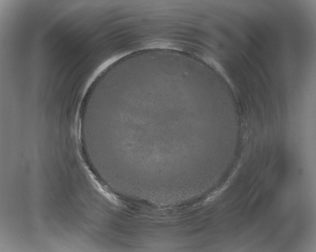 X0000080781125200612151422