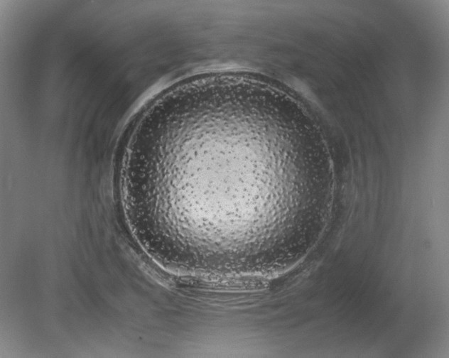 X0000080781173200612151421