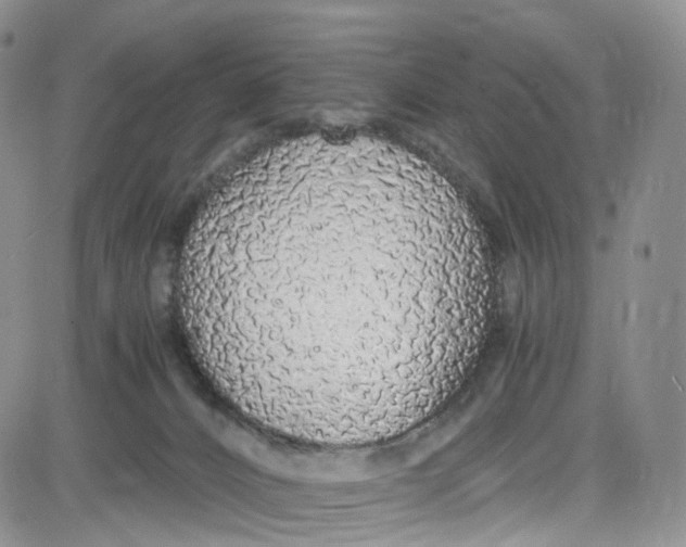 X0000080780032200701021158