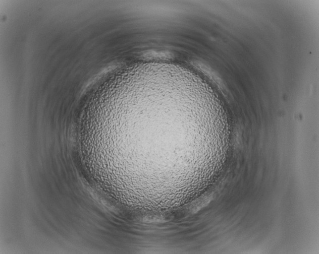 X0000080780353200701021153