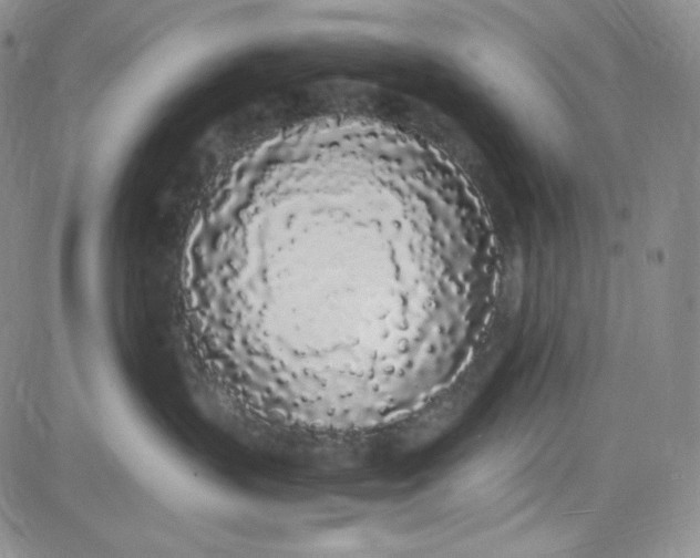 X0000080780383200701021153