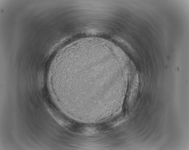X0000080780496200701021151