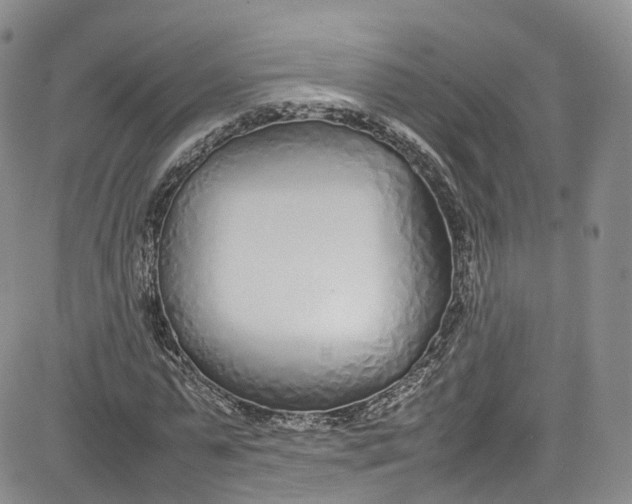 X0000080780775200701021146