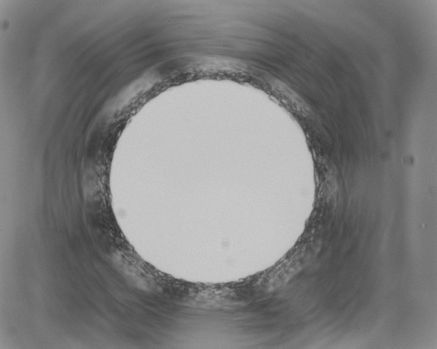X0000080780824200701021145