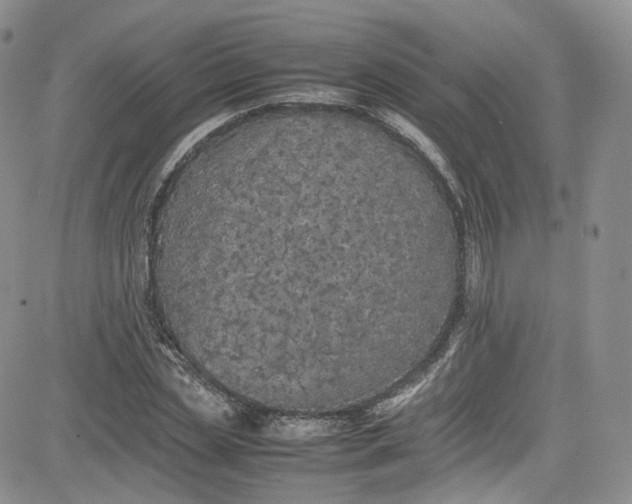 X0000080780829200701021145