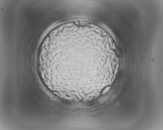 X0000080781099200701021141